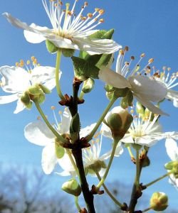 Prunus - Cherry Plum (Fleur de Bach n°6) BIO, 10 ml